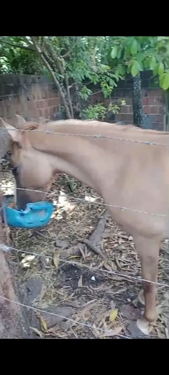 Vende-se pordo de 1 ano e 3 meses - Foto 2