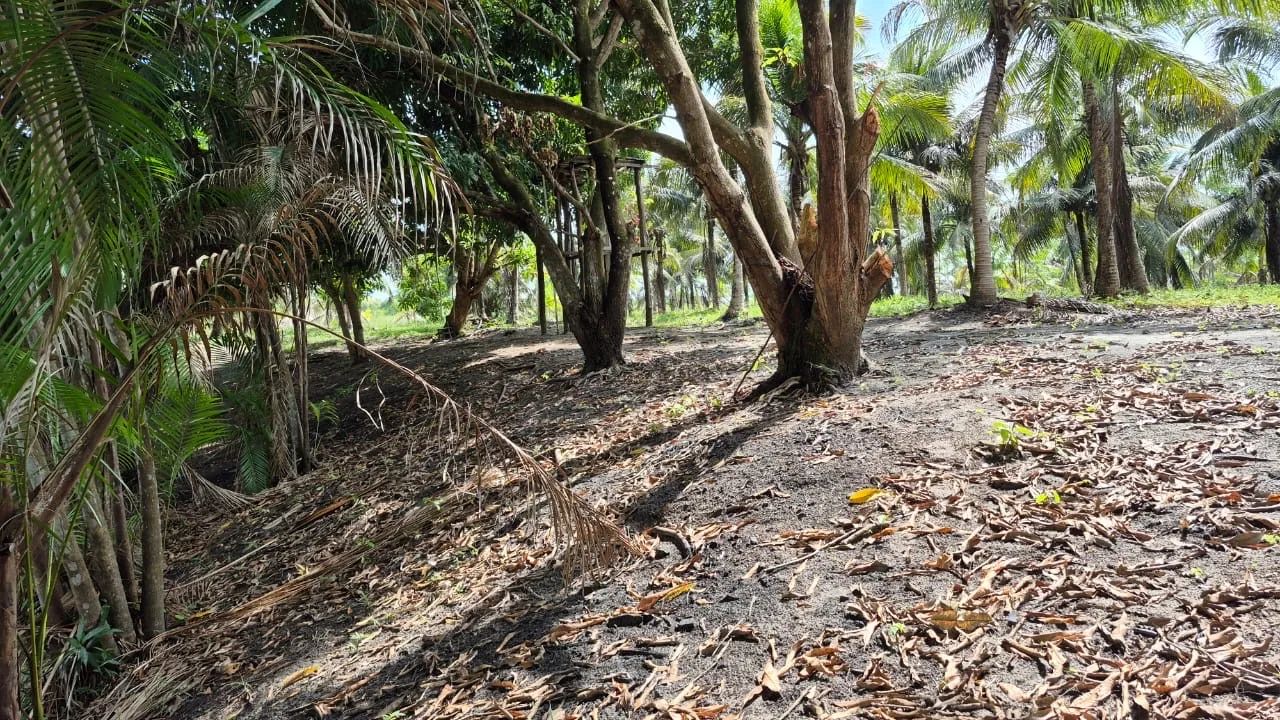 Sitio  Marapanim ( Beira Pista )  - Foto 3