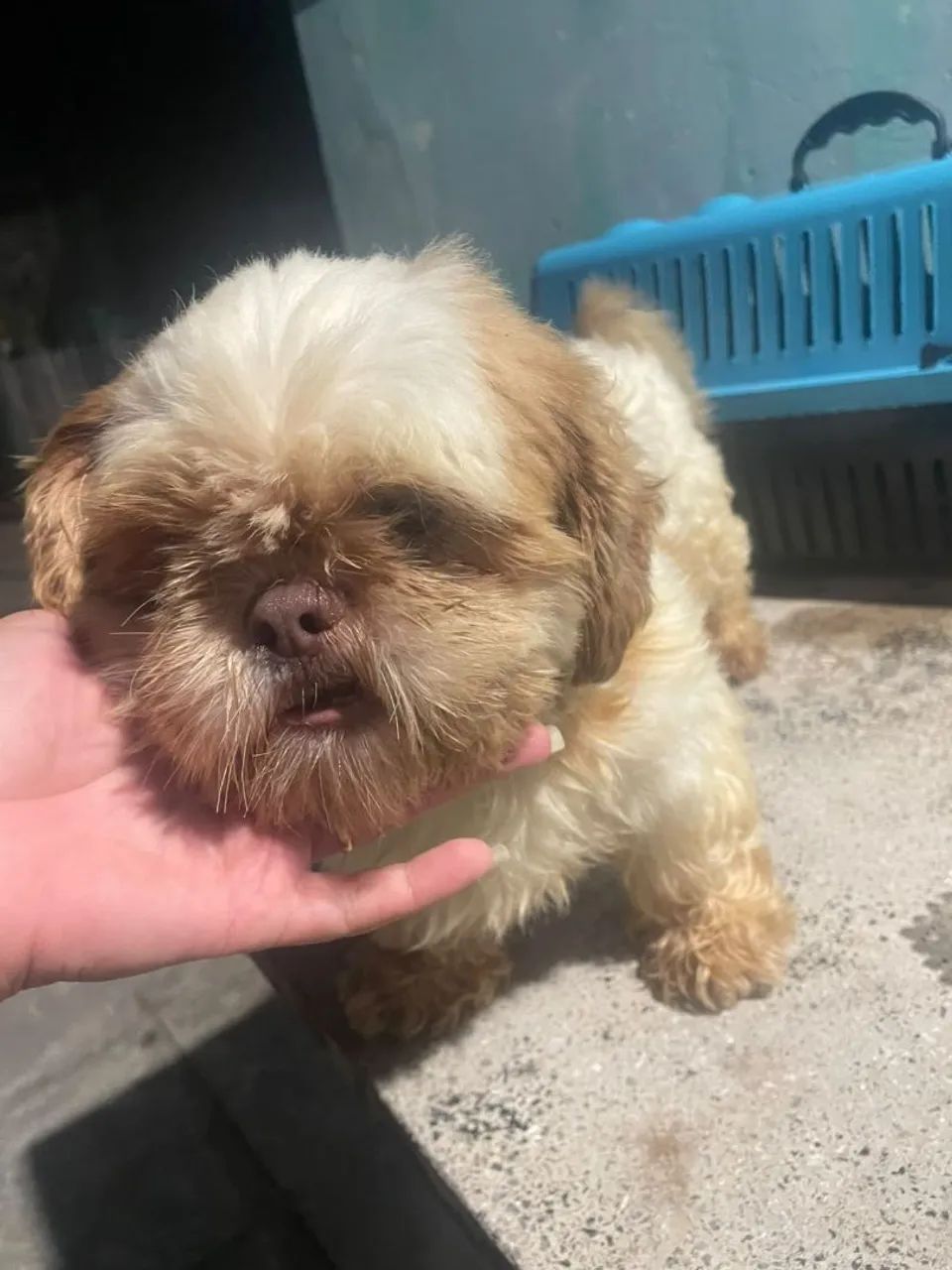 Shih Tzu macho  - Foto 2