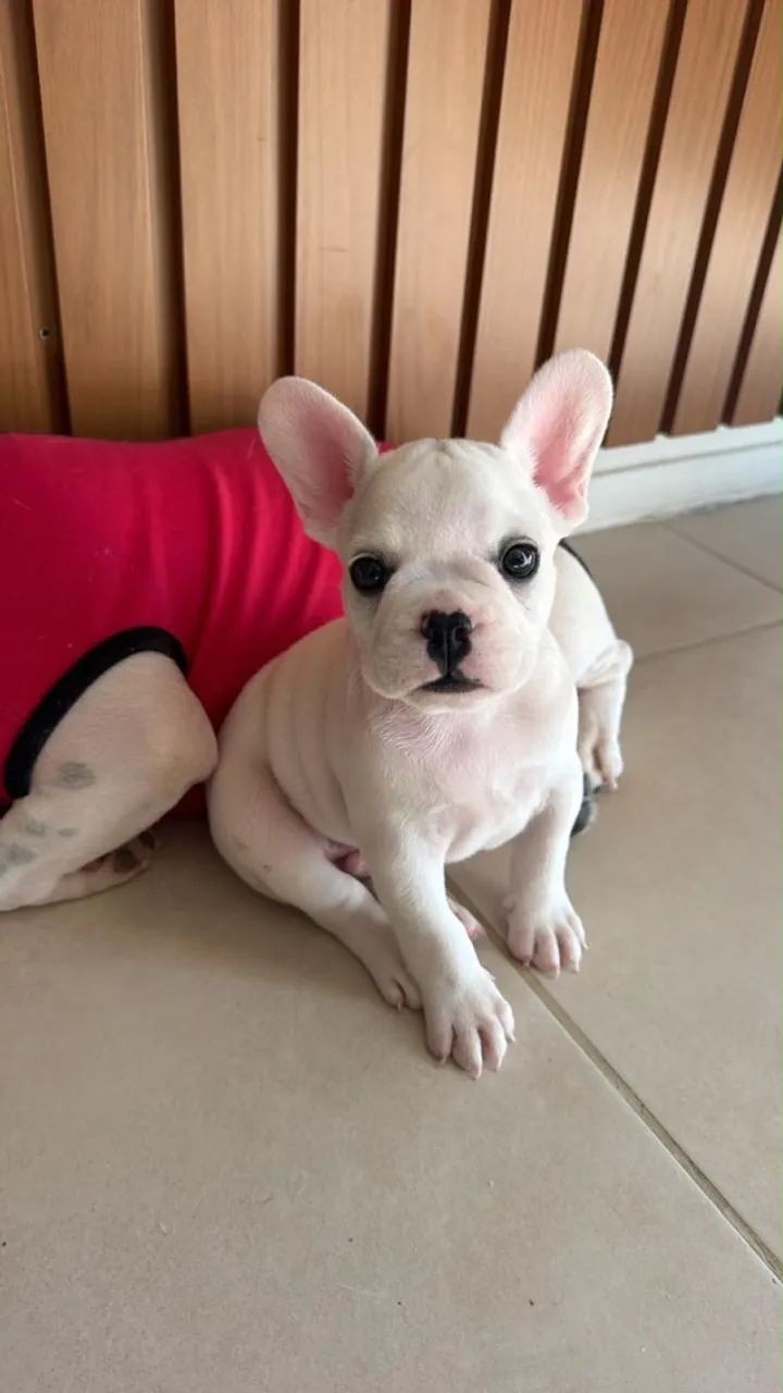 Buldogue francês  - Foto 3
