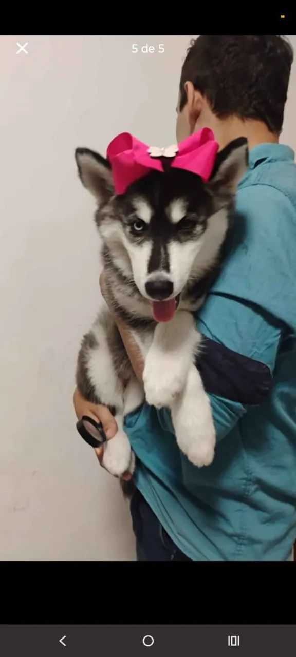 Husky siberiano 