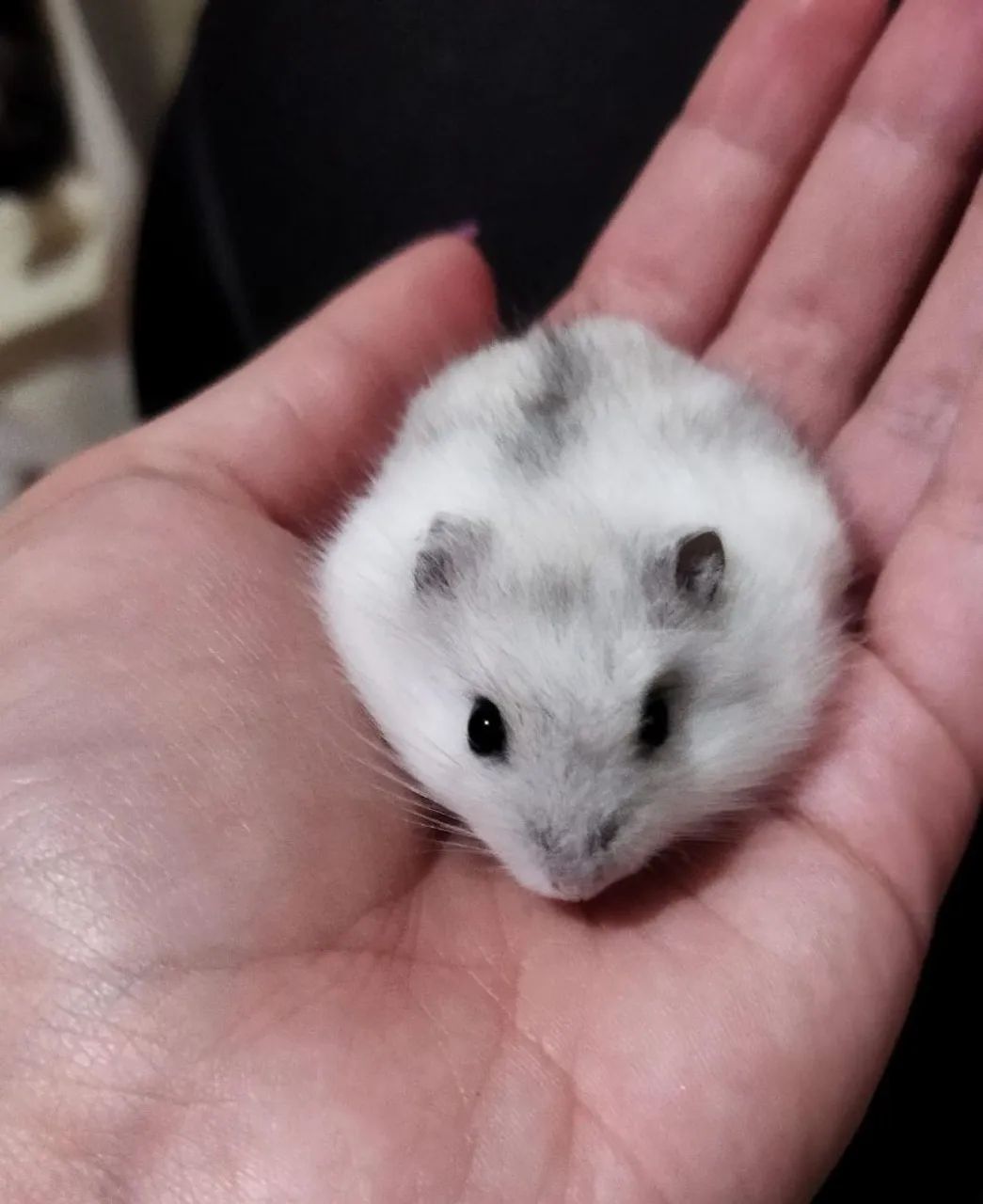 Hamster Anão russo filhotes