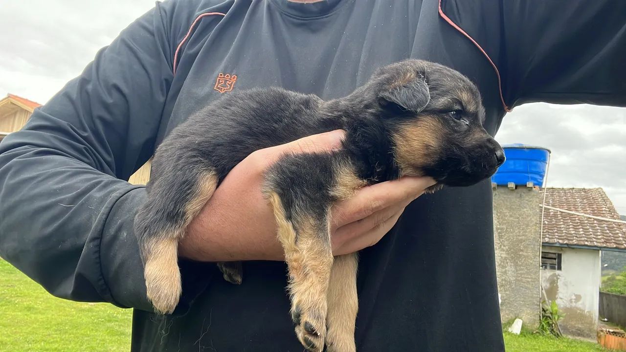 Animais de estimação - Foto 3