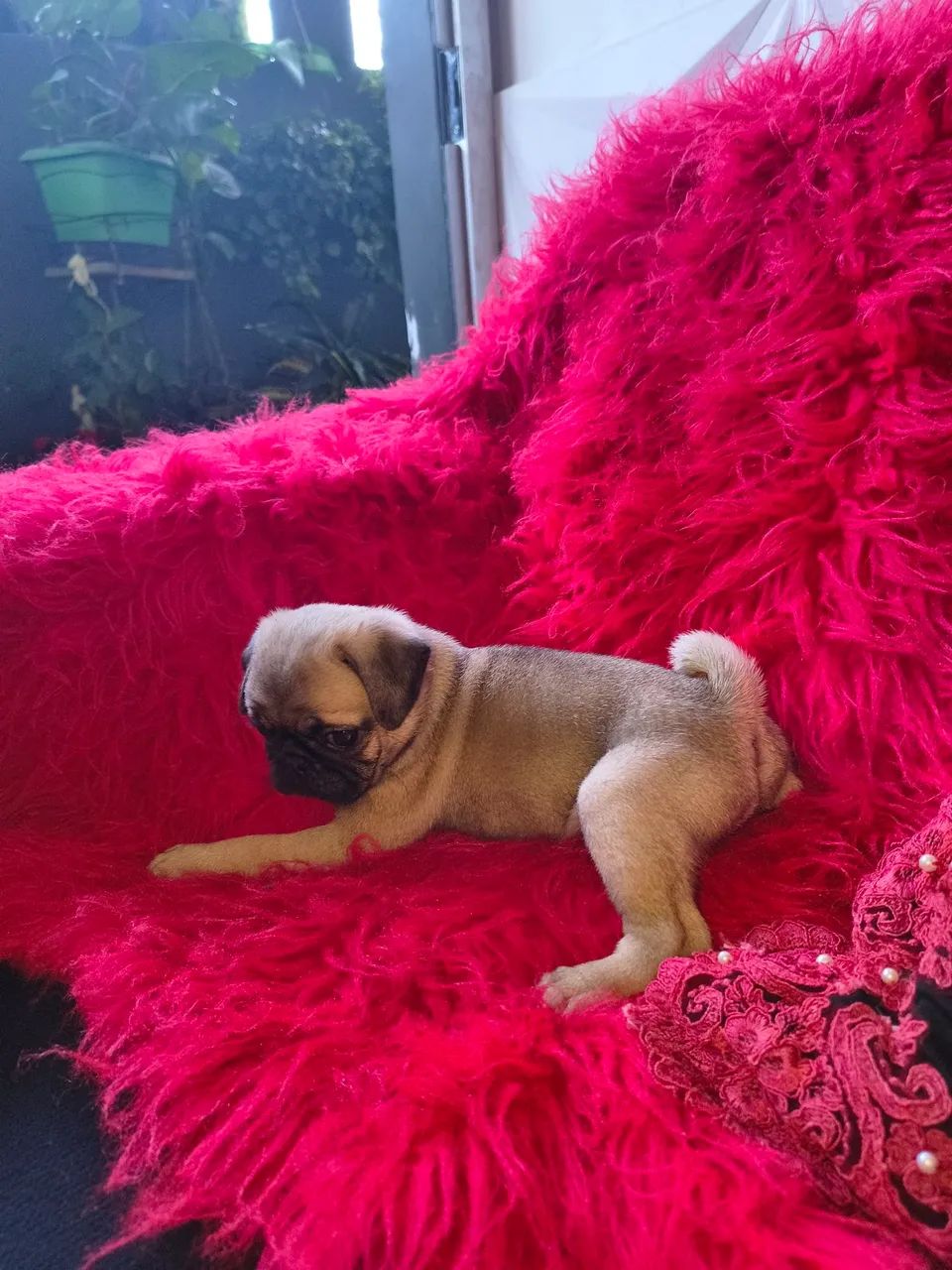 Lindo  Pug - Foto 3