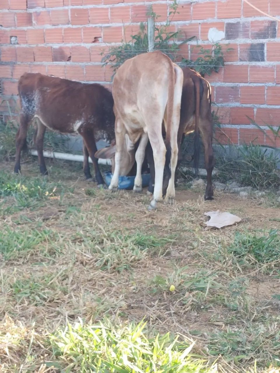 Vendo Bezerras com genética de ponta