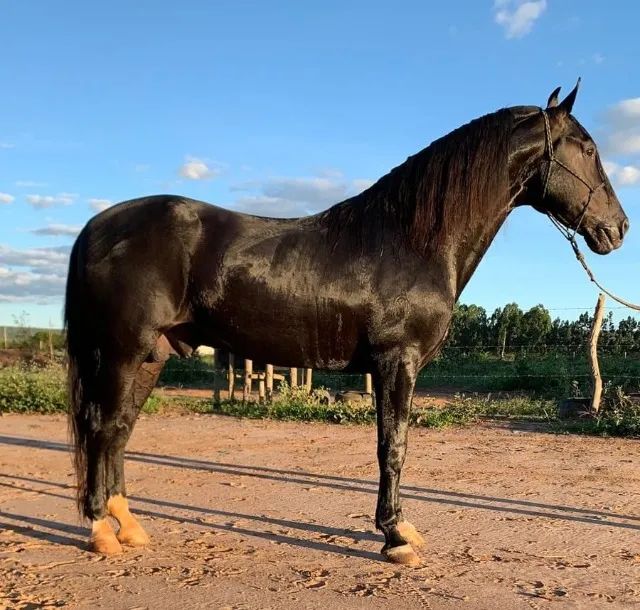 CAVALO MANGA LARGA MINEIRO (MARCHA PICADA) - Foto 3