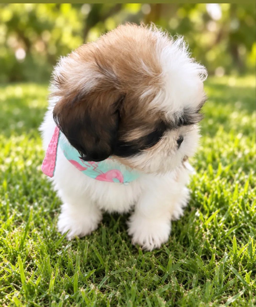 Shihtzu puro