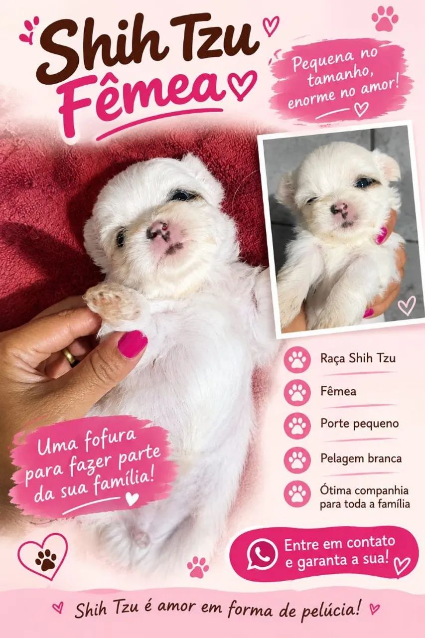 Shihtzu  femea - Foto 5