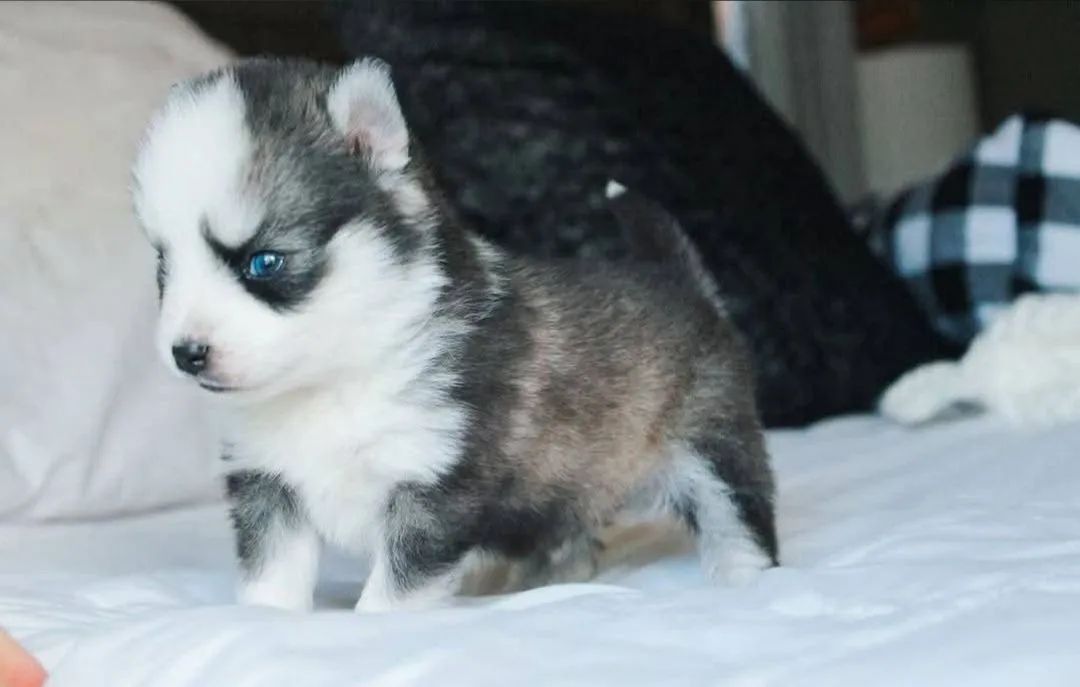 husky siberiano 