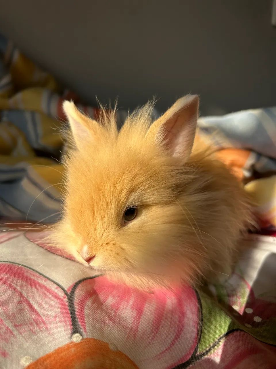 Coelha Fêmea 2 meses  - Foto 2