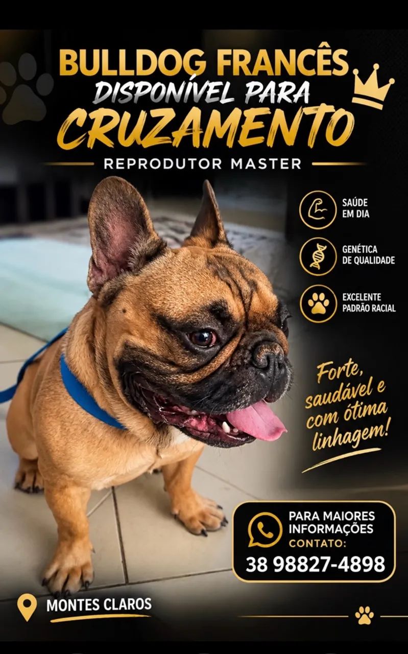 Buldogue francês reprodutor Master