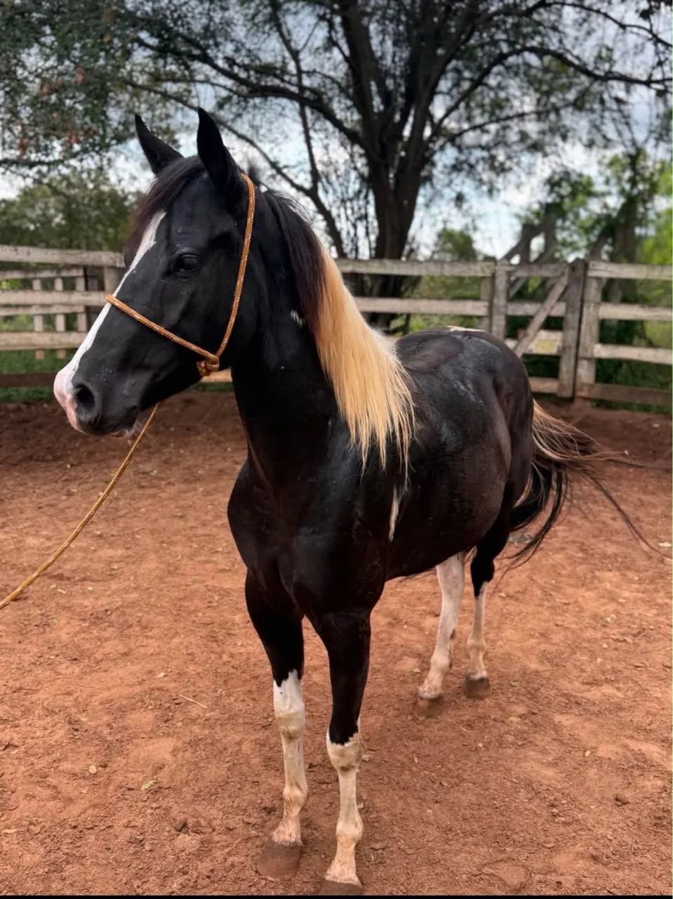 Enxerto de garanhão paint horse  - Foto 2