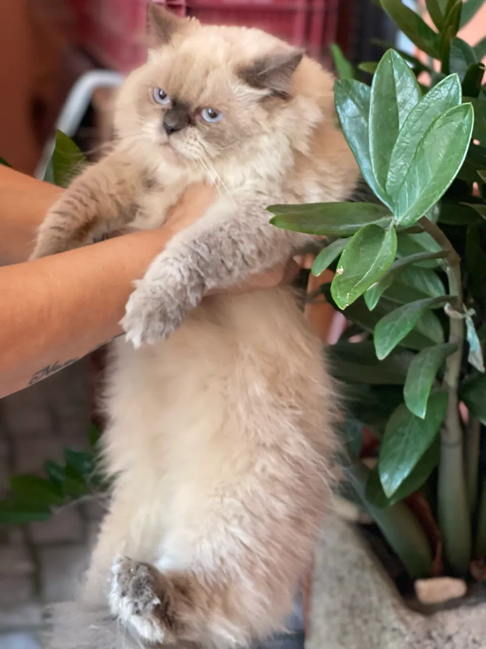 Gata persa 