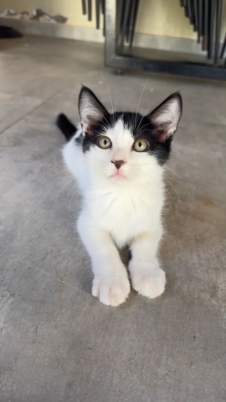 Lindos gatinhos para doação  - Foto 2