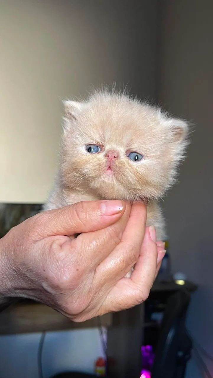 Gatos persas - Foto 2