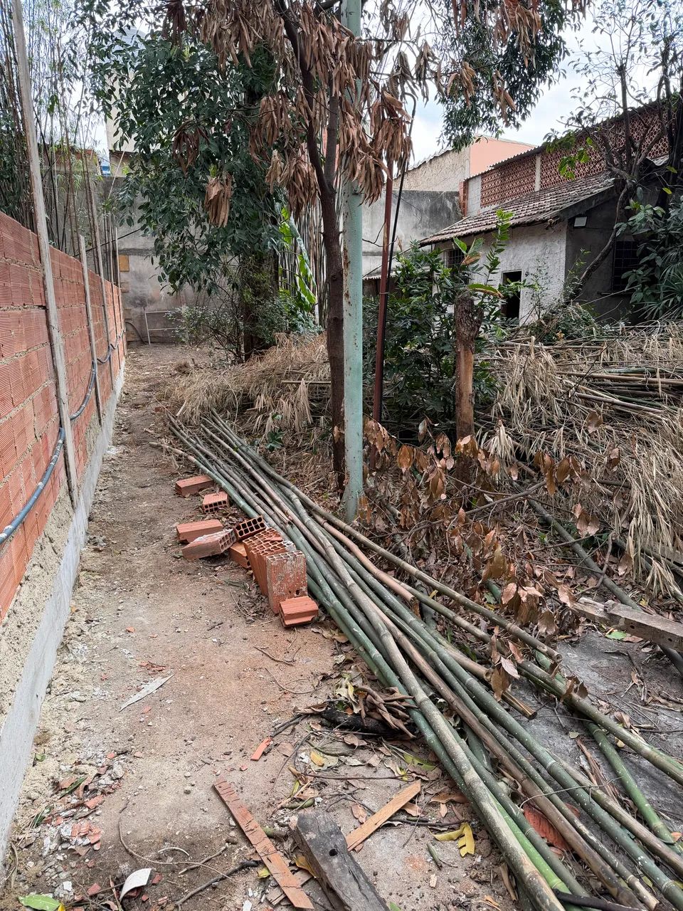 Doação de bambu  - Foto 4