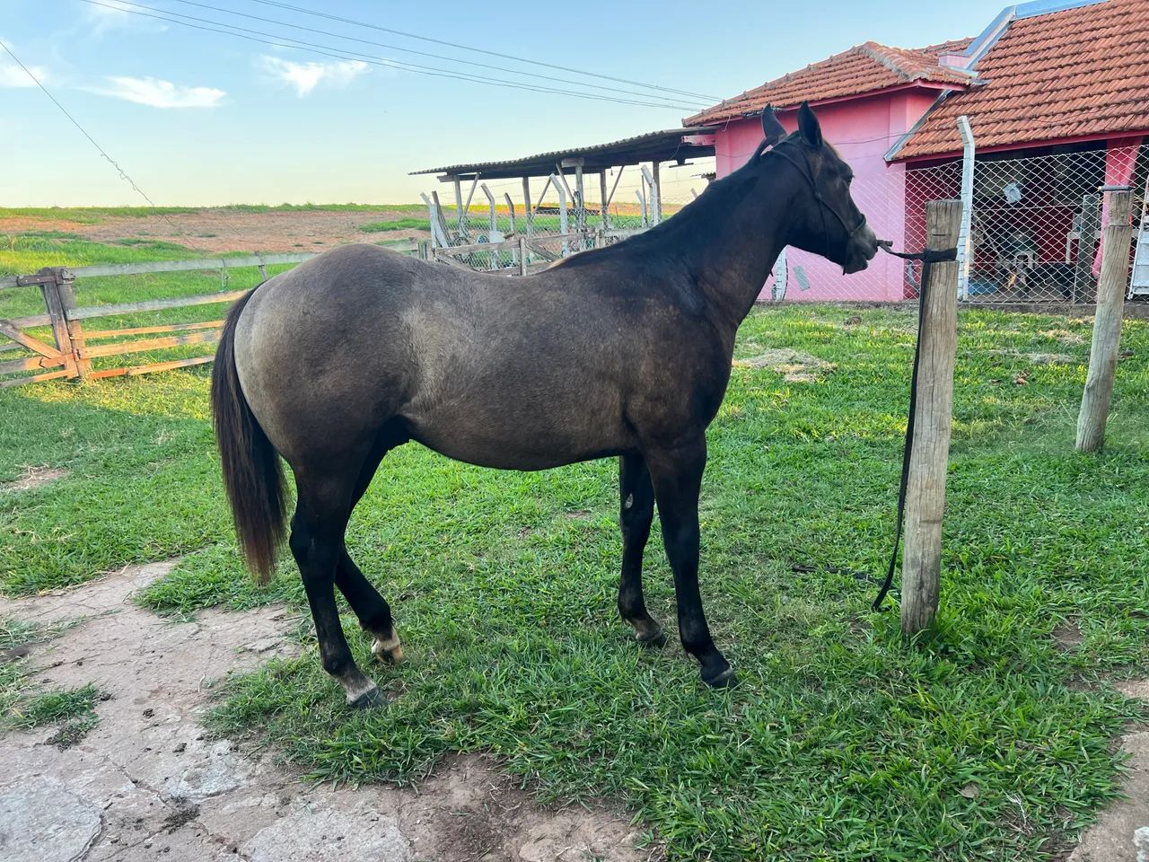 Potro Quarto de Milha Puro 