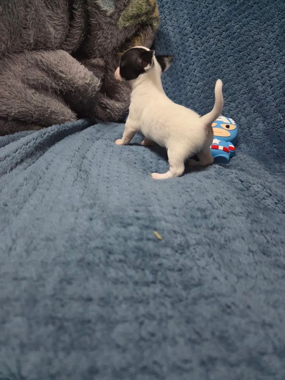 Filhote  de chihuahua - Foto 3