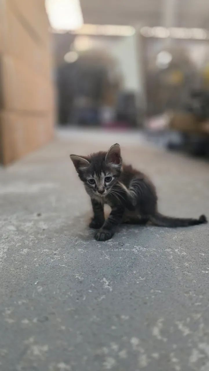 Doação de gato - Foto 3