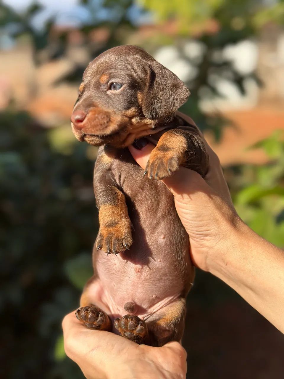 Dachshund/cofap macho choco tan  - Foto 2