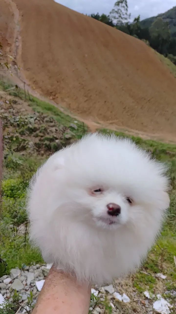 Lulu da pomeranea  - Foto 3