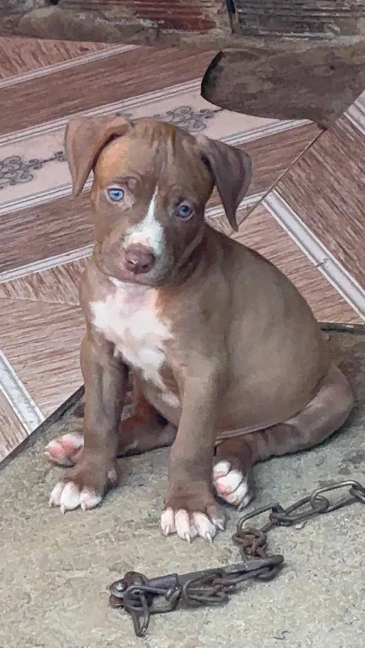 PIT MONSTERS