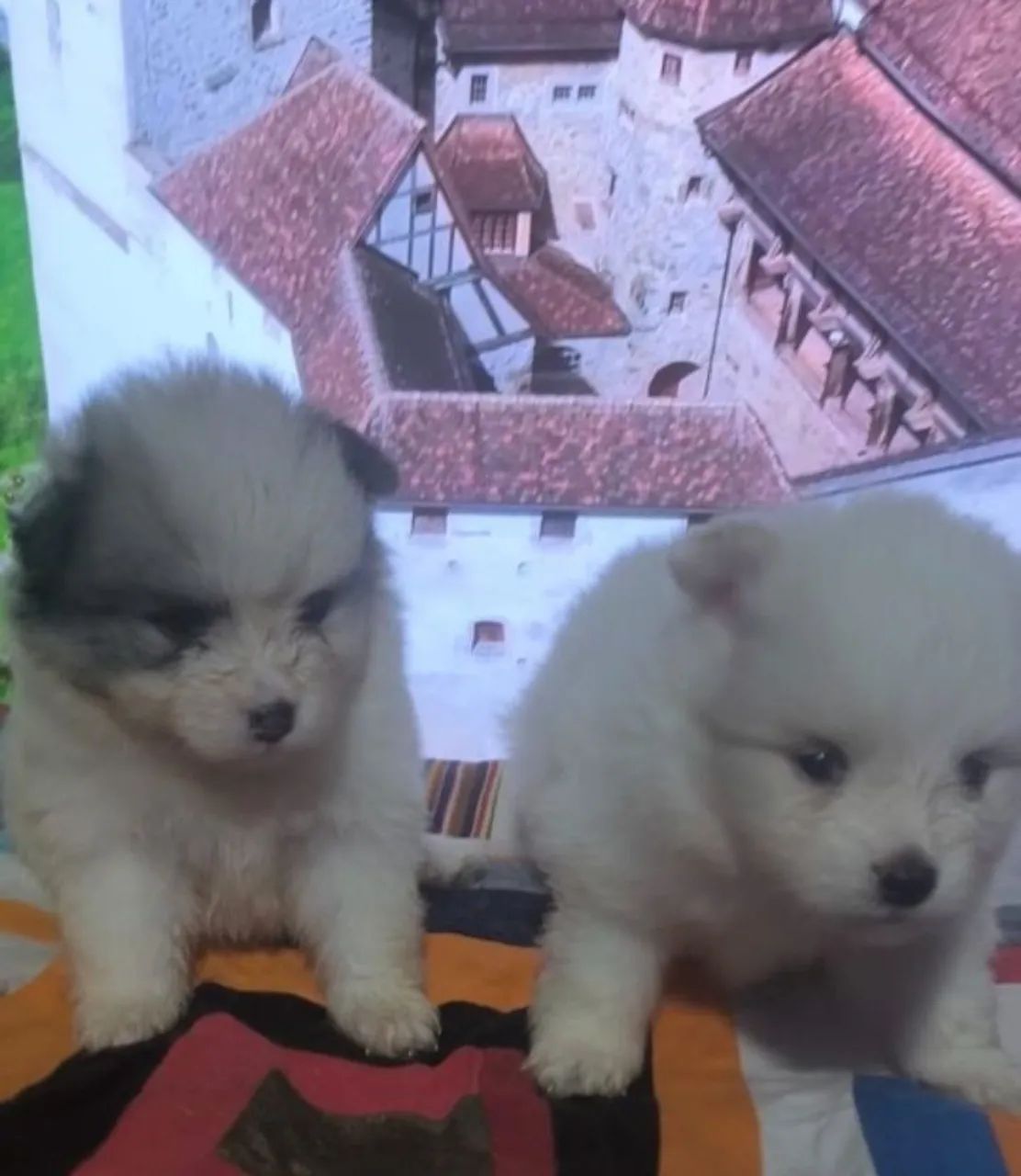 Filhotes de Spitz Alemão  - Foto 2