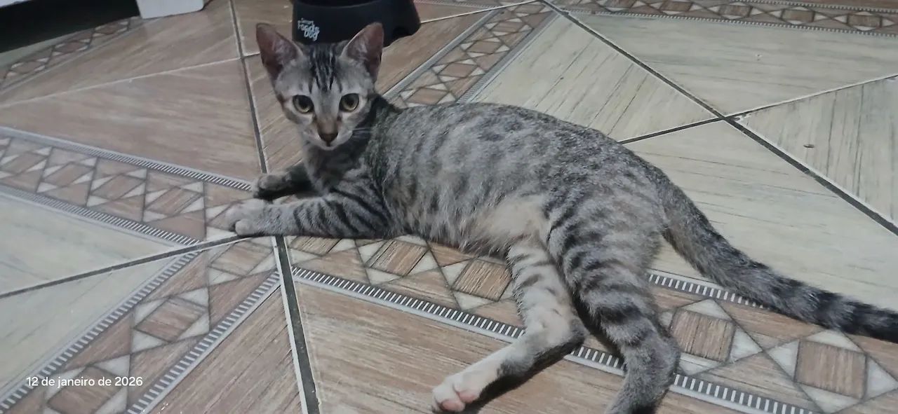 Gatos para Doação  - Foto 3