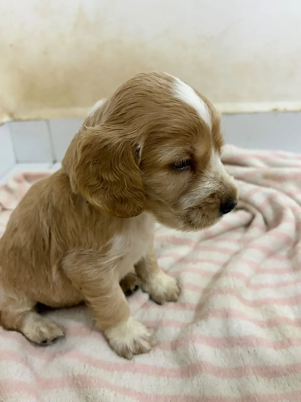 cocker spaniel inglês  - Foto 2