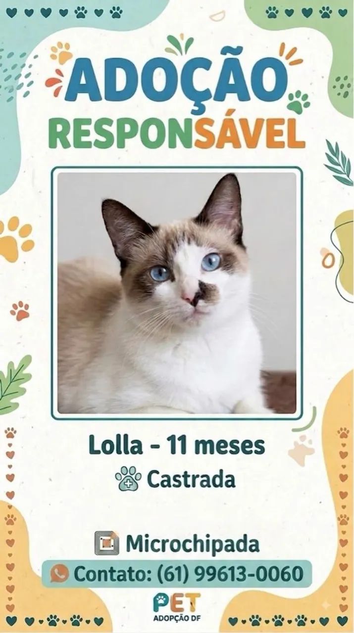 Doação de gatinhos  - Foto 2