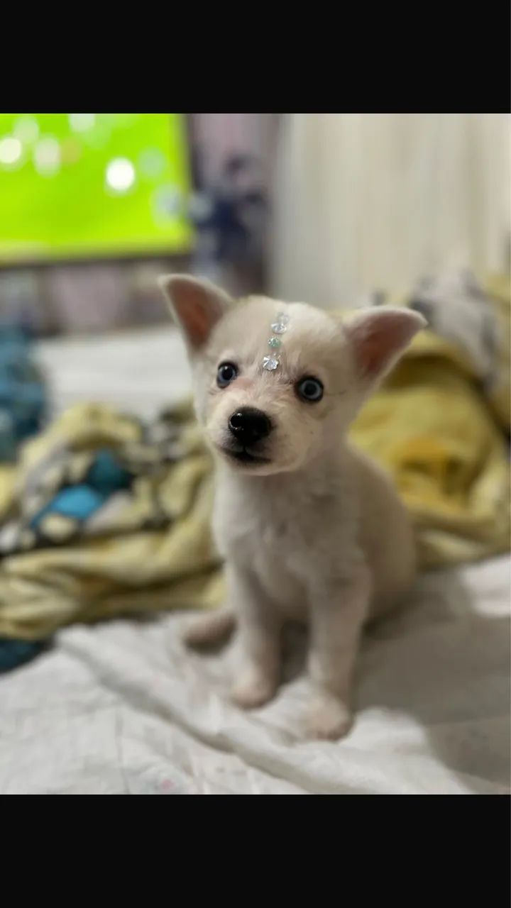 Husky  - Foto 2