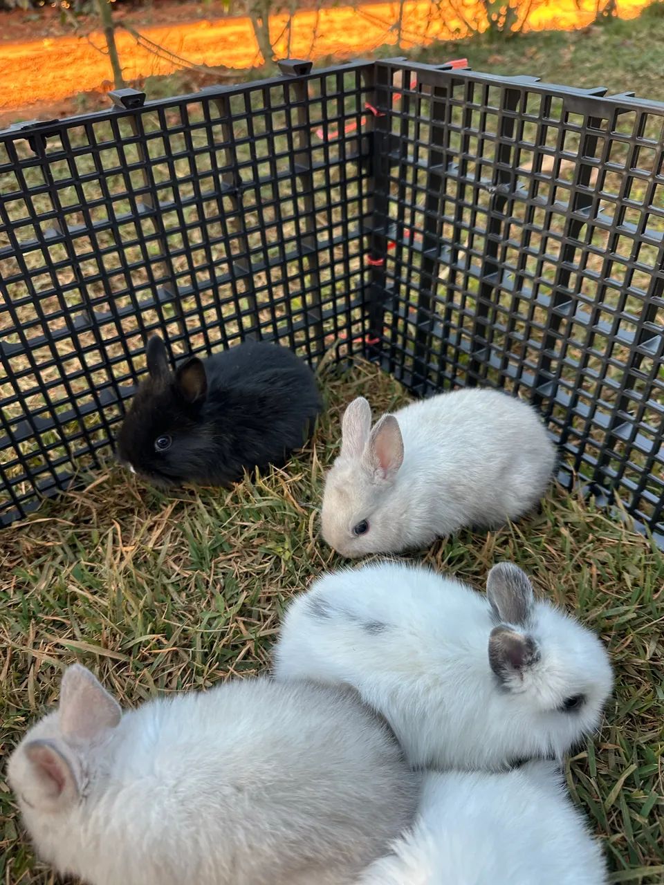 Mini Coelhos disponíveis 