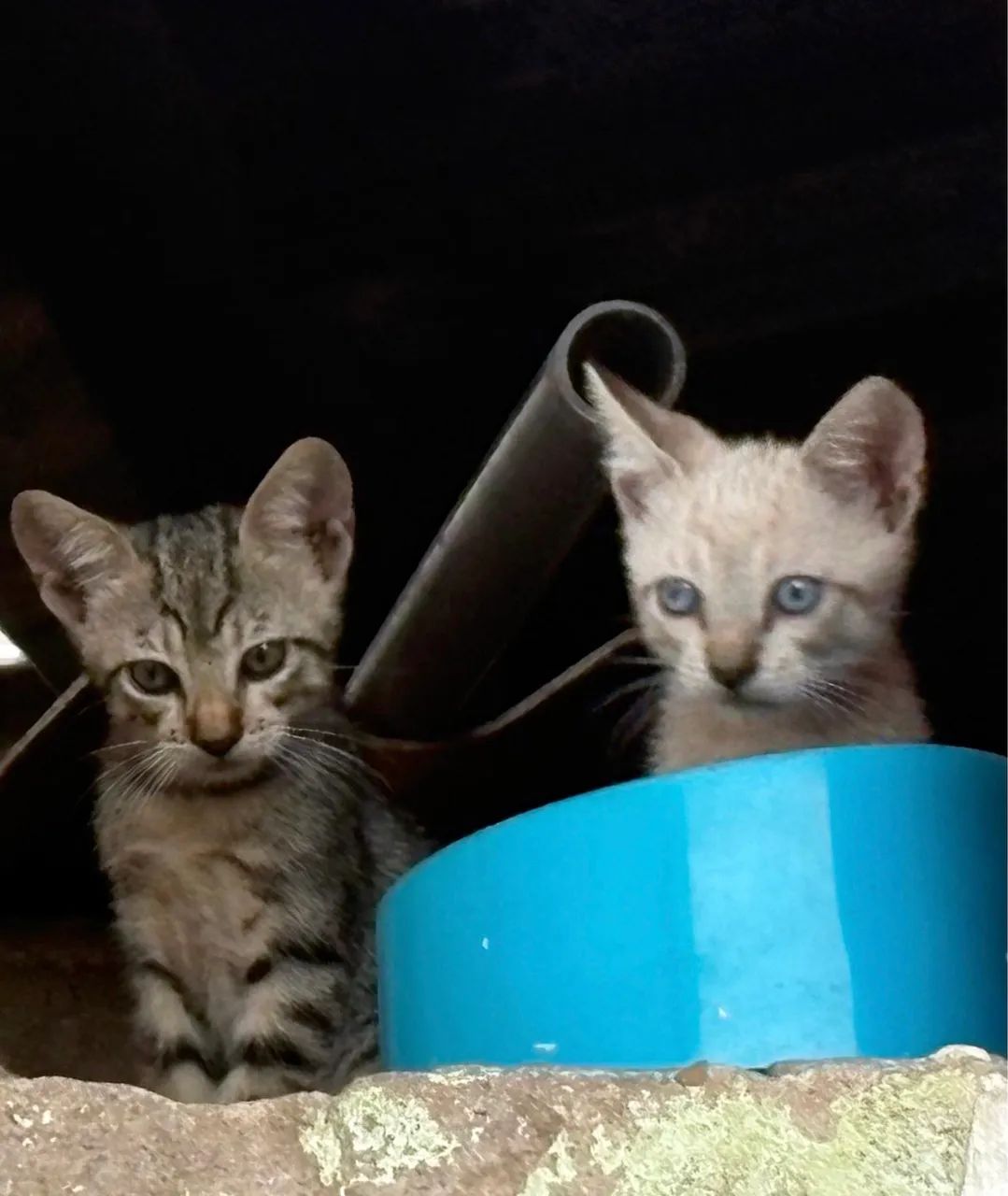 Gatinho para DOAÇÃO  - Foto 4