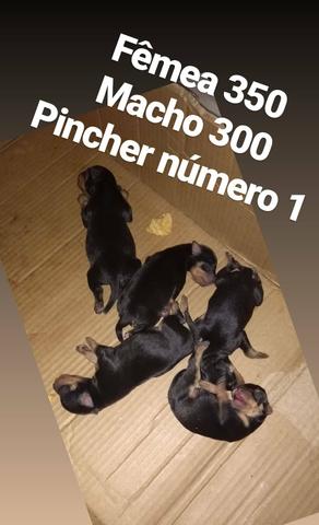 Pinscher número 1