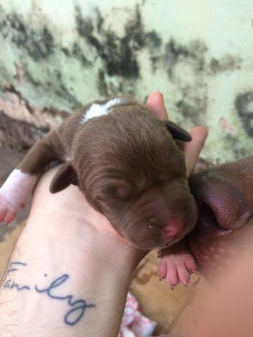 Vende-se filhotes de pitbull, puros!