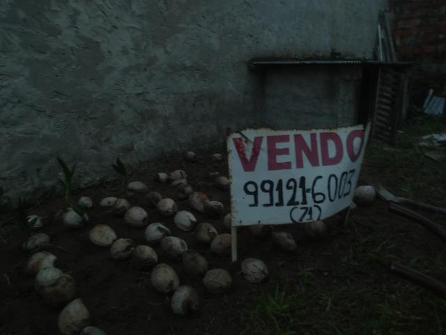 Muda de coco anão - Foto 2
