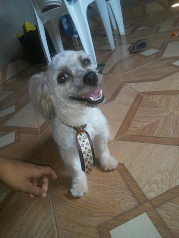 Troco puldo macho. por shitzu ou puldo filhote