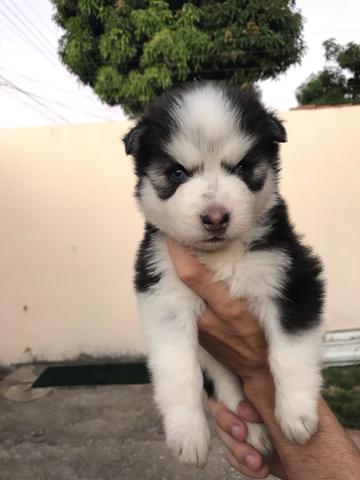 Husky Siberiano Wooly - Foto 3