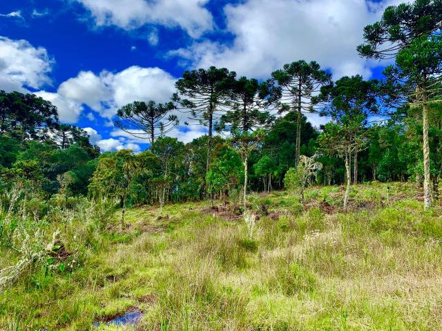 Urubici Chácaras/ sitios em Urubici/ terrenos em Urubici - Foto 5