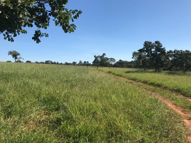 Fazenda 16.5 Alqueires ( 80 ha) Aragoiânia-GO - Foto 11