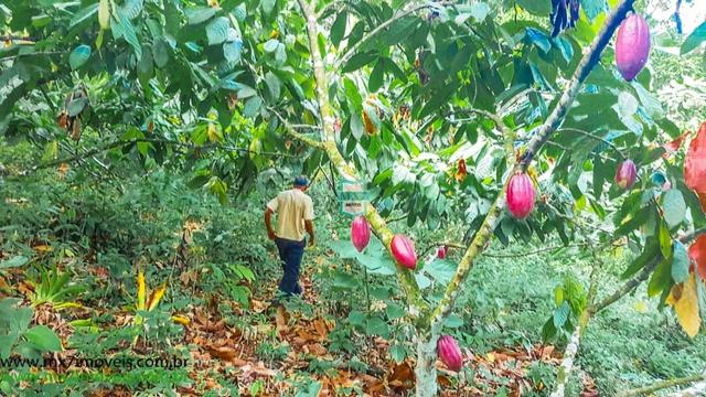 Ubaitaba. Fazenda com o melhor custo beneficio de 400 Hectares - Foto 17