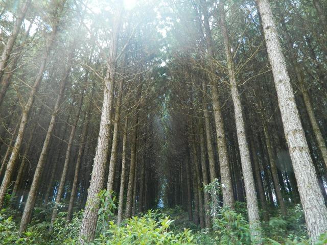 Floresta de Pinus - Foto 13