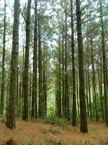 Floresta de Pinus - Foto 15