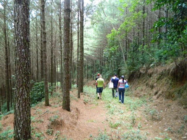 Floresta de Pinus - Foto 10
