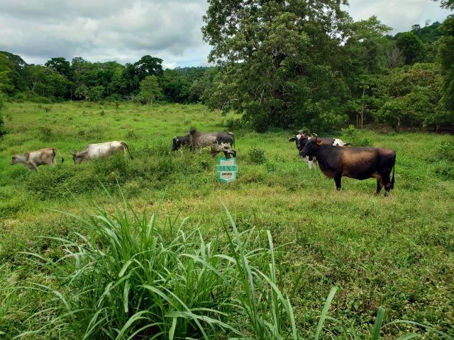 Ubaitaba. Fazenda produtiva de 139 Hectares a beira do asfalto. - Foto 17
