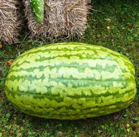 Sementes de goiaba tailandesa gigante e outras - Foto 5