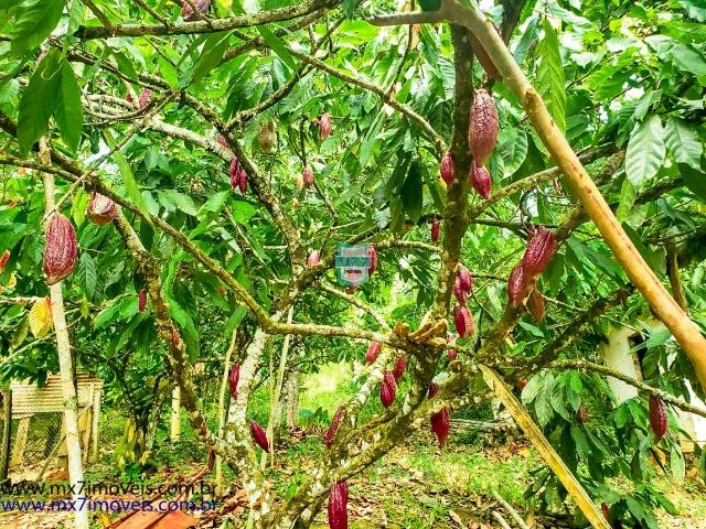 Ubaitaba. Fazenda com o melhor custo beneficio de 400 Hectares - Foto 16