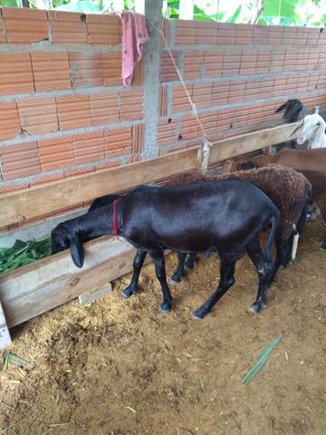 Ovelhas e carneiros - Foto 2