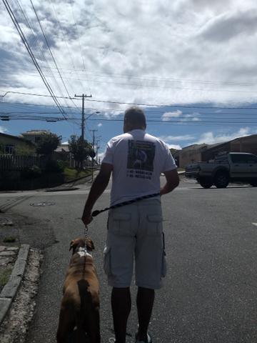 Passeador e Adestrador de cães - Foto 2
