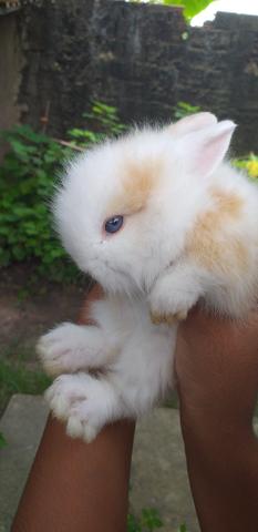 Mini Coelho teddy